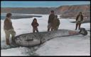 Image of Narwhal, Dead on the Ice